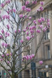 Magnolia tree