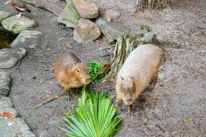 View larger photo: Two capybaras in a zoo