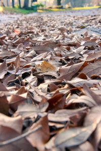 Autumn leaves piled up in a gutter