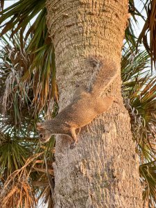 View larger photo: Squirrel on a palm tree at dusk