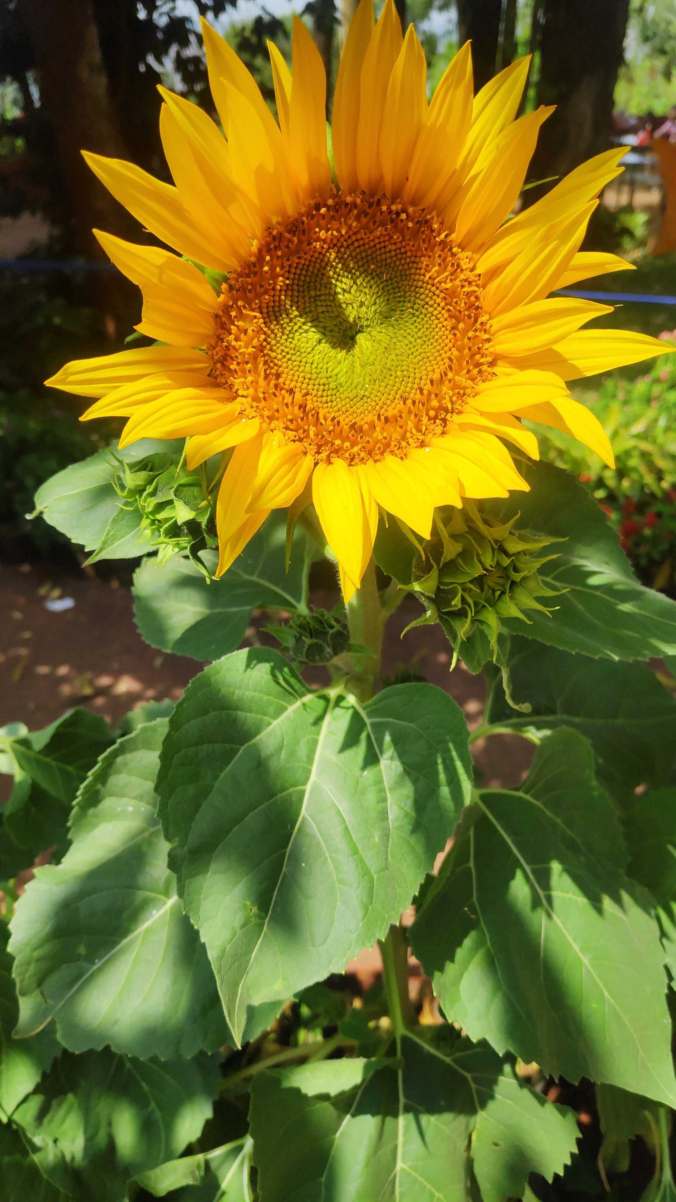 Sun flower