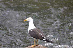 Gull standing on rock in water
