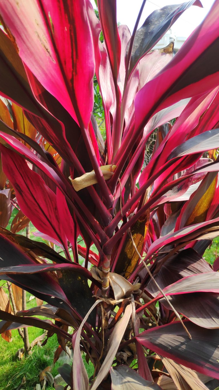 Purple Leaved Cordyline Fruticosa Plant