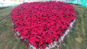 Heart shape by flowers