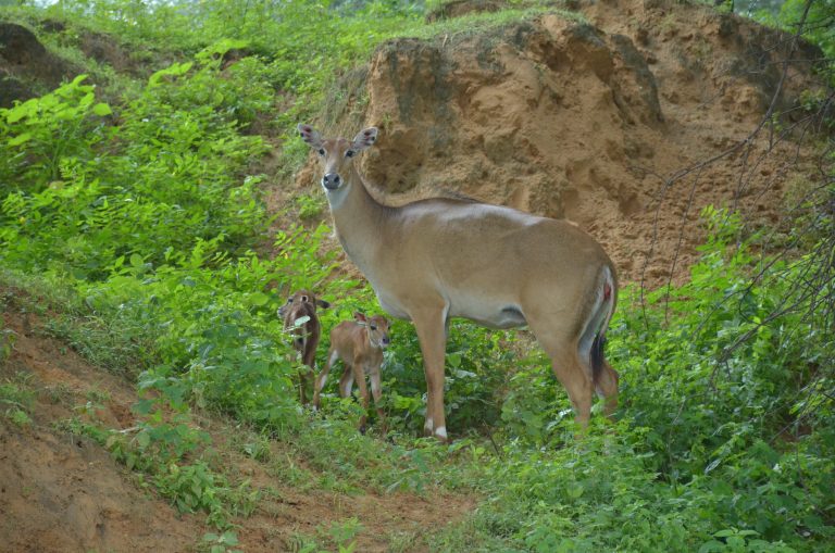 A deer and fawns