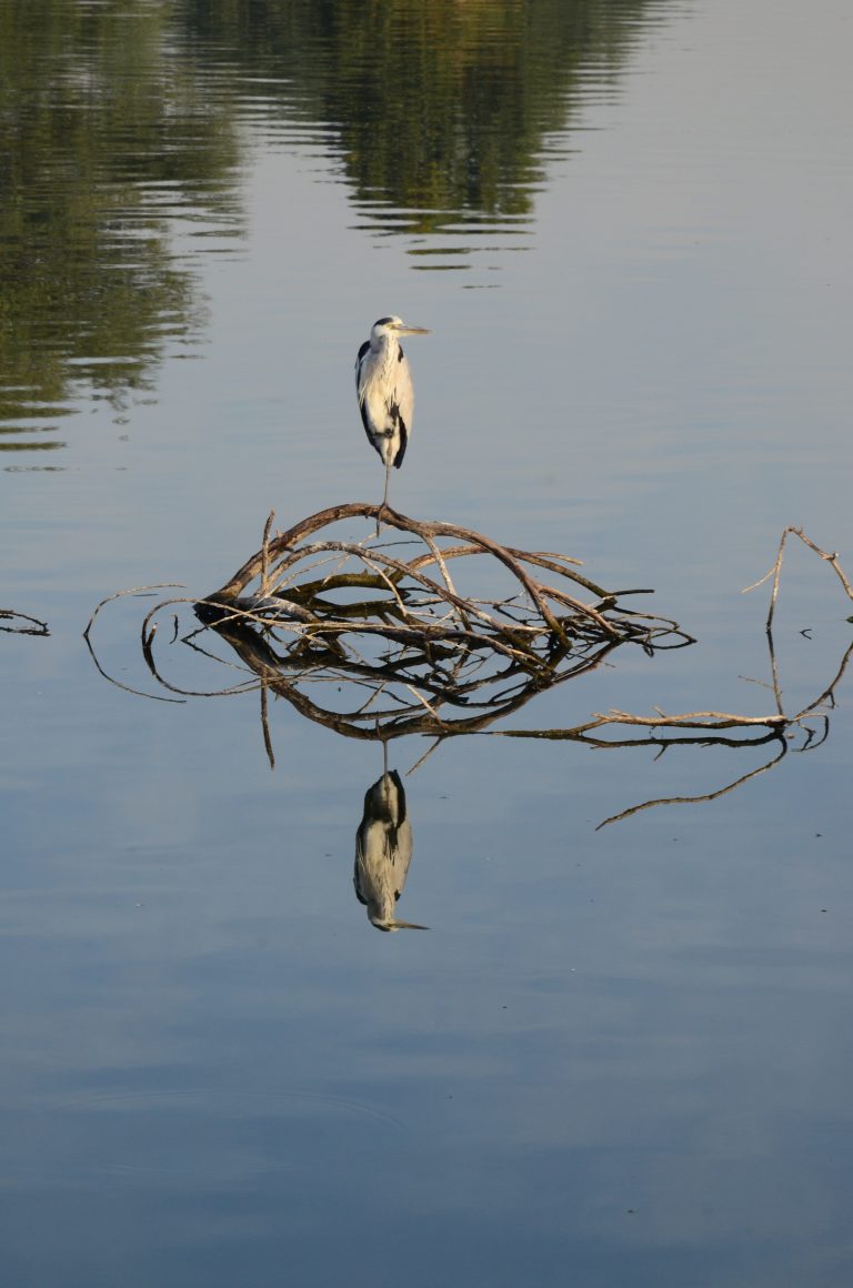 Stork bird