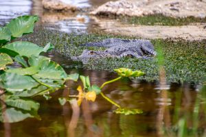 Small alligator hiding in the weeds at the shoreline of a lake