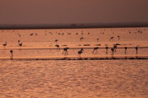 Kharaghoda - Little Rann of Kutch