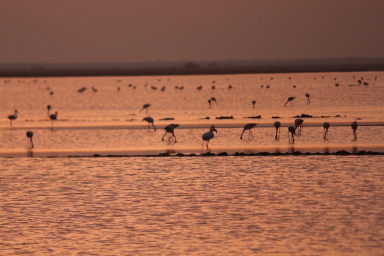 Kharaghoda – Little Rann of Kutch