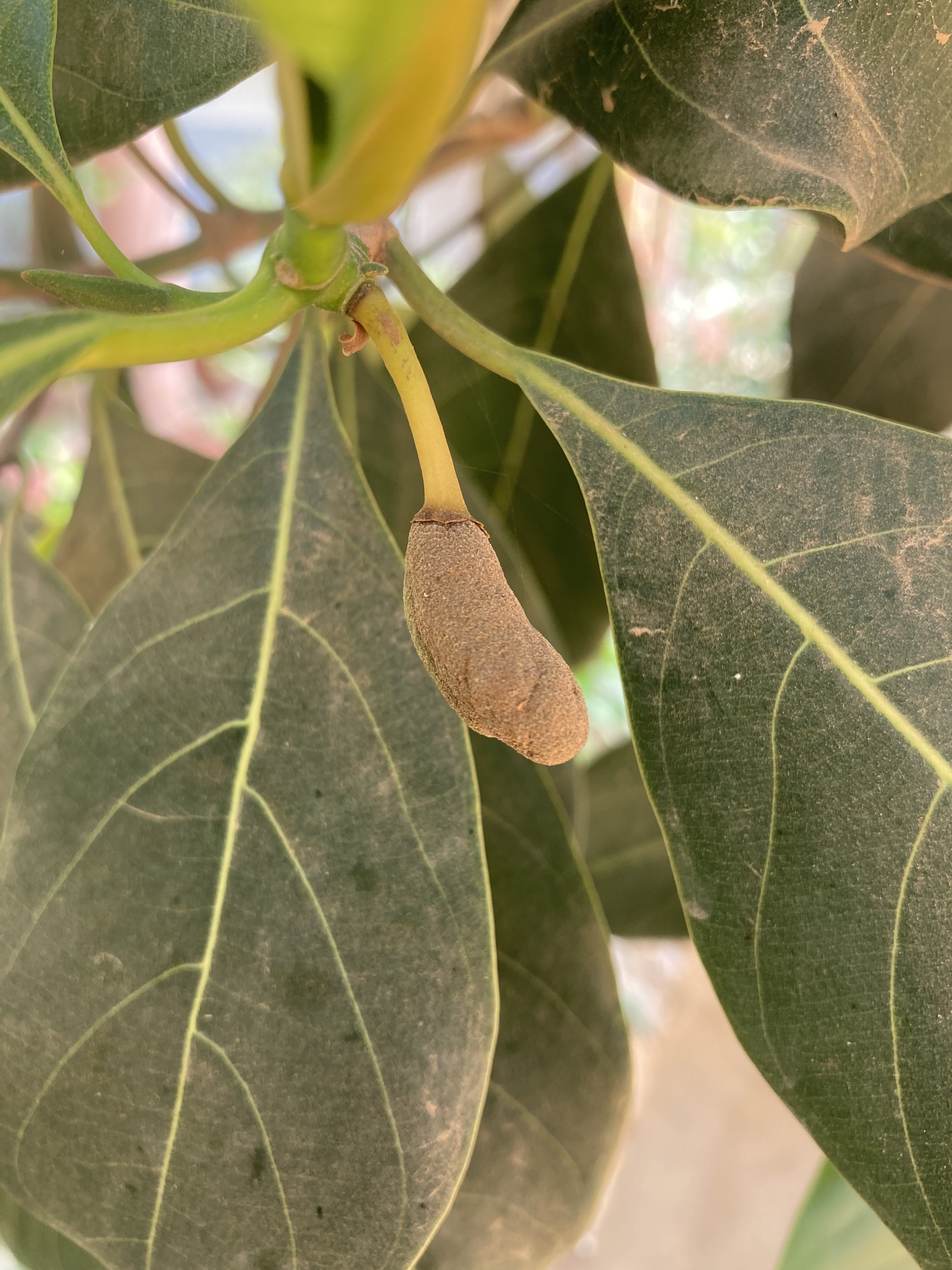 Young jackfruit