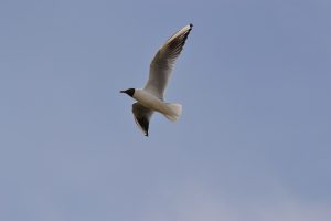 Black and white bird flying with spread wings
