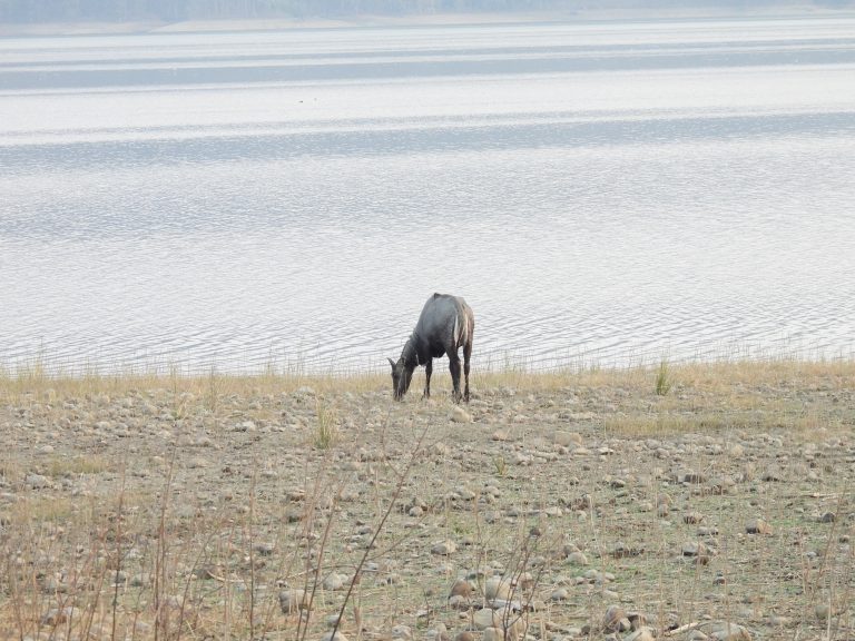 Indian Blue Bull