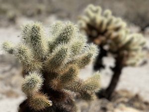 Prickly teddy bear cactus in the California desert