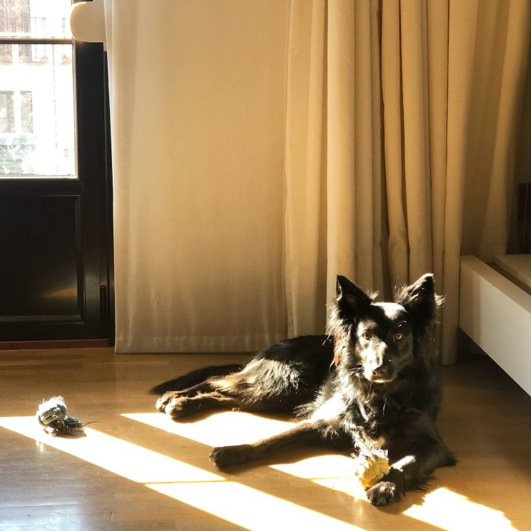 Black dog, border collie lying sunbathing