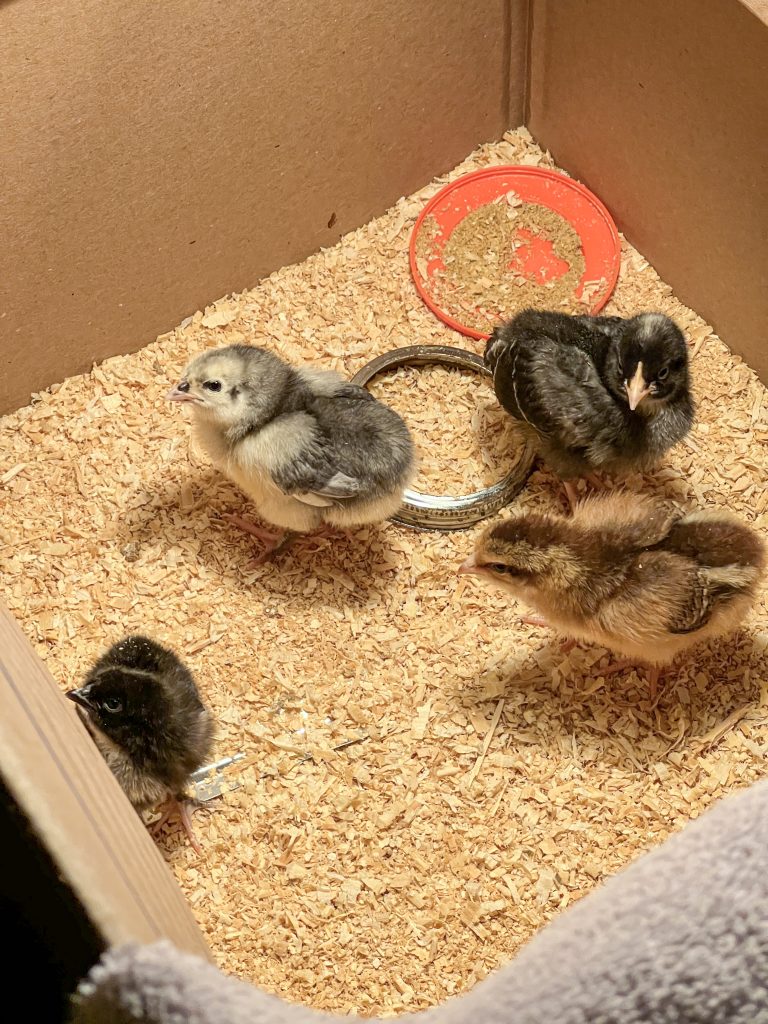 Four baby chickens in a cardboard box