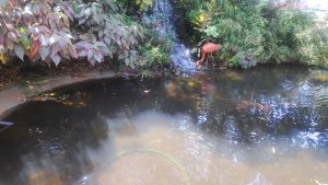 View larger photo: Fish pond