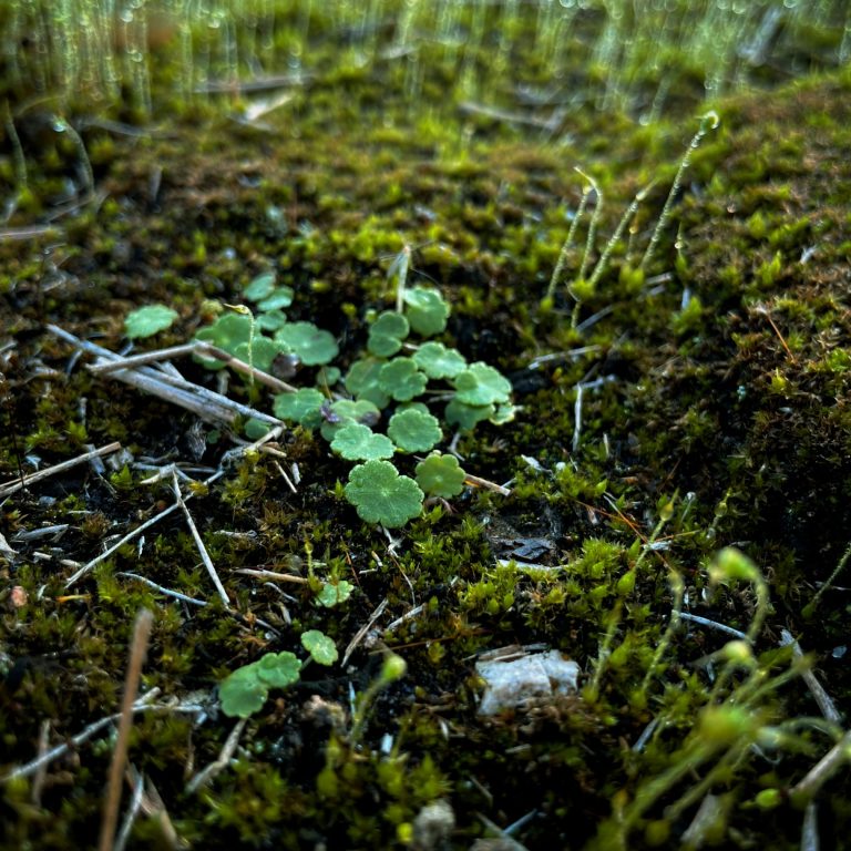 A close-up view of several small plants and mosses