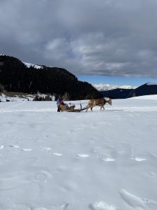 Sleigh ride in the Alps
