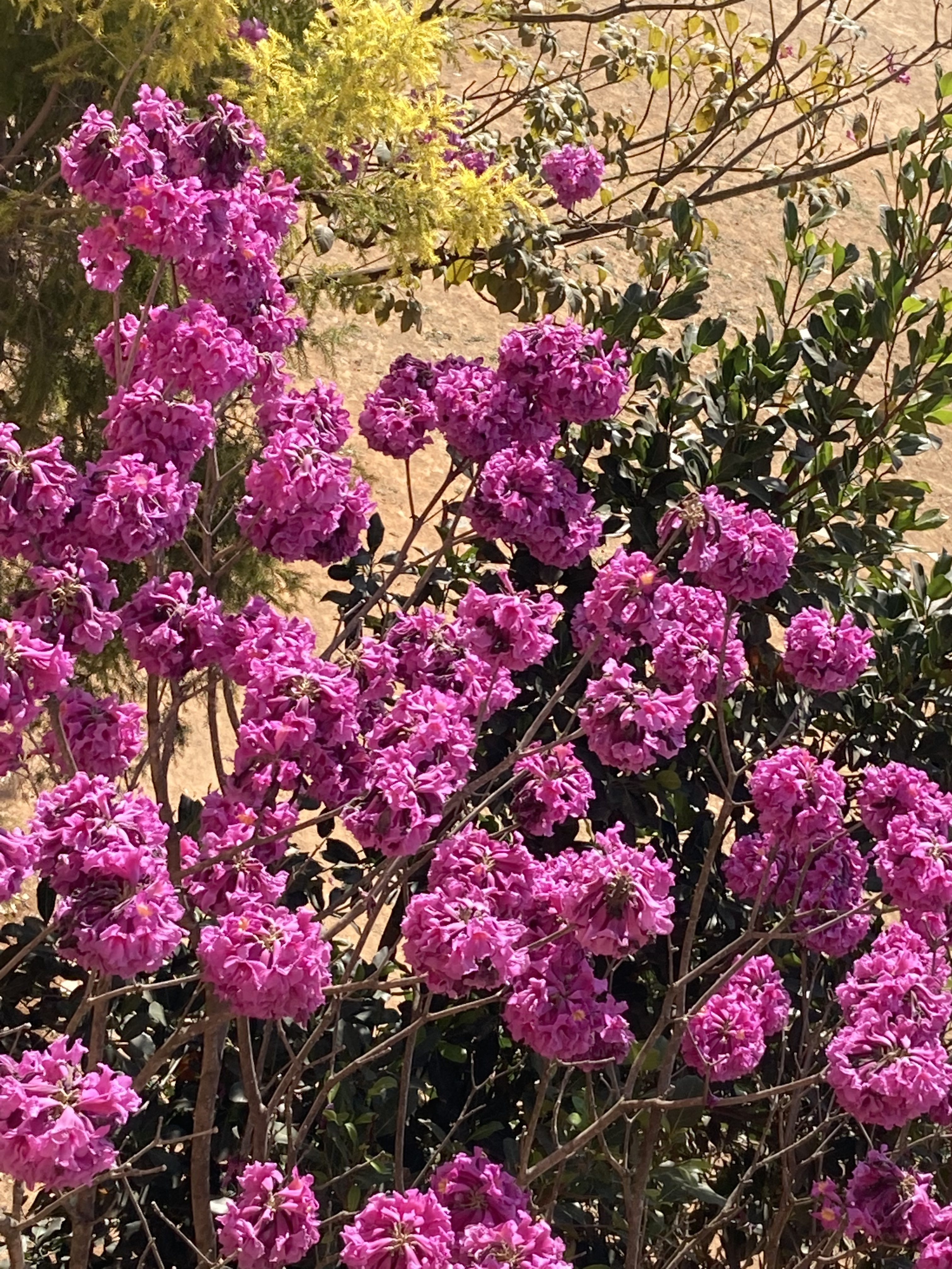 Pink flowers