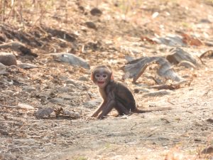 Baby Langur monkey

