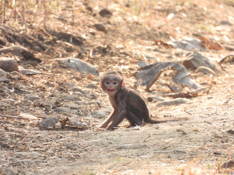 Baby Langur monkey