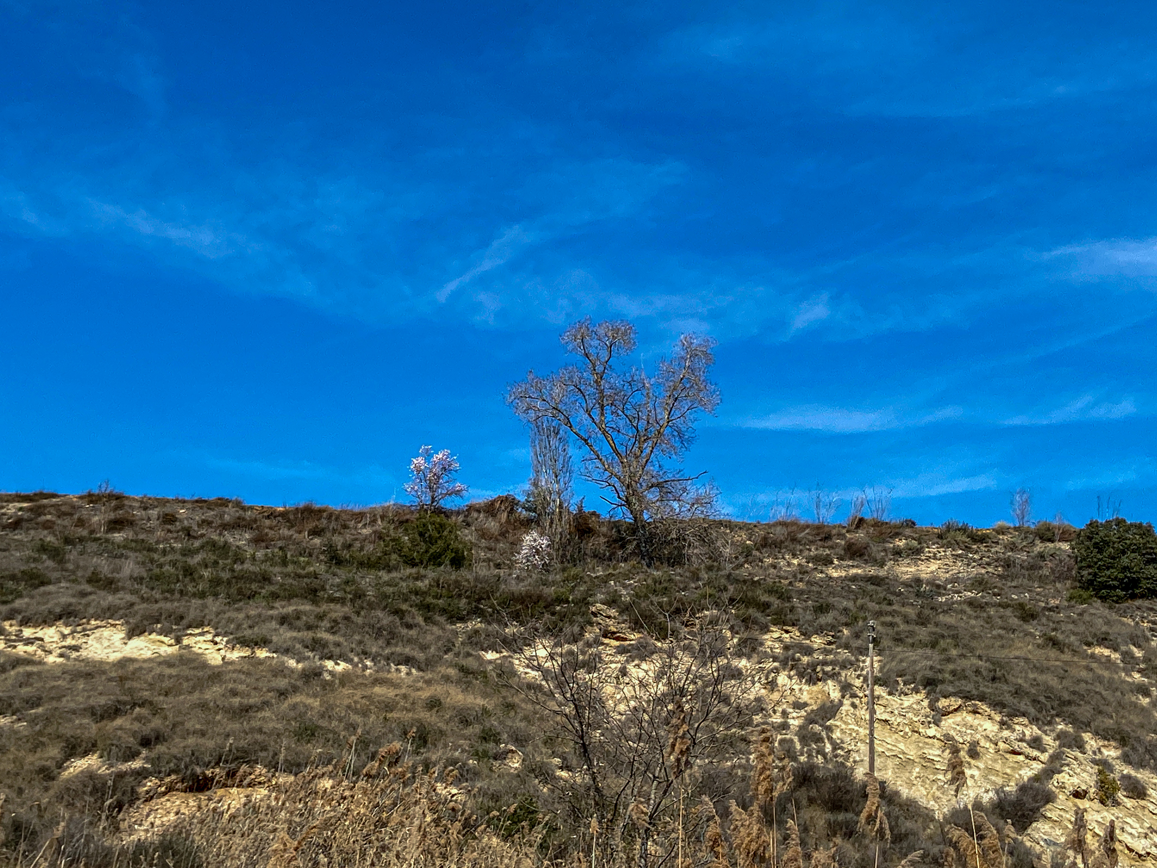 A landscape with a gently sloping hill covered in low vegetation. A few tall trees, some with blossoms, are scattered across the hill. The sky is clear and deep blue.