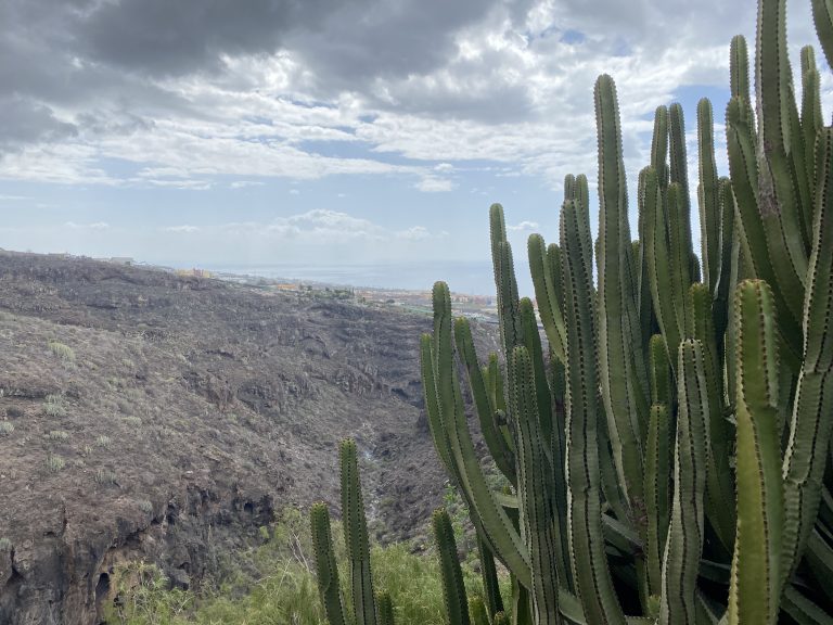 Cacti