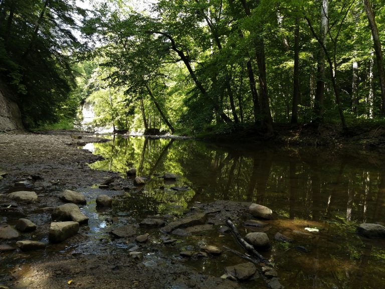 Forest stream