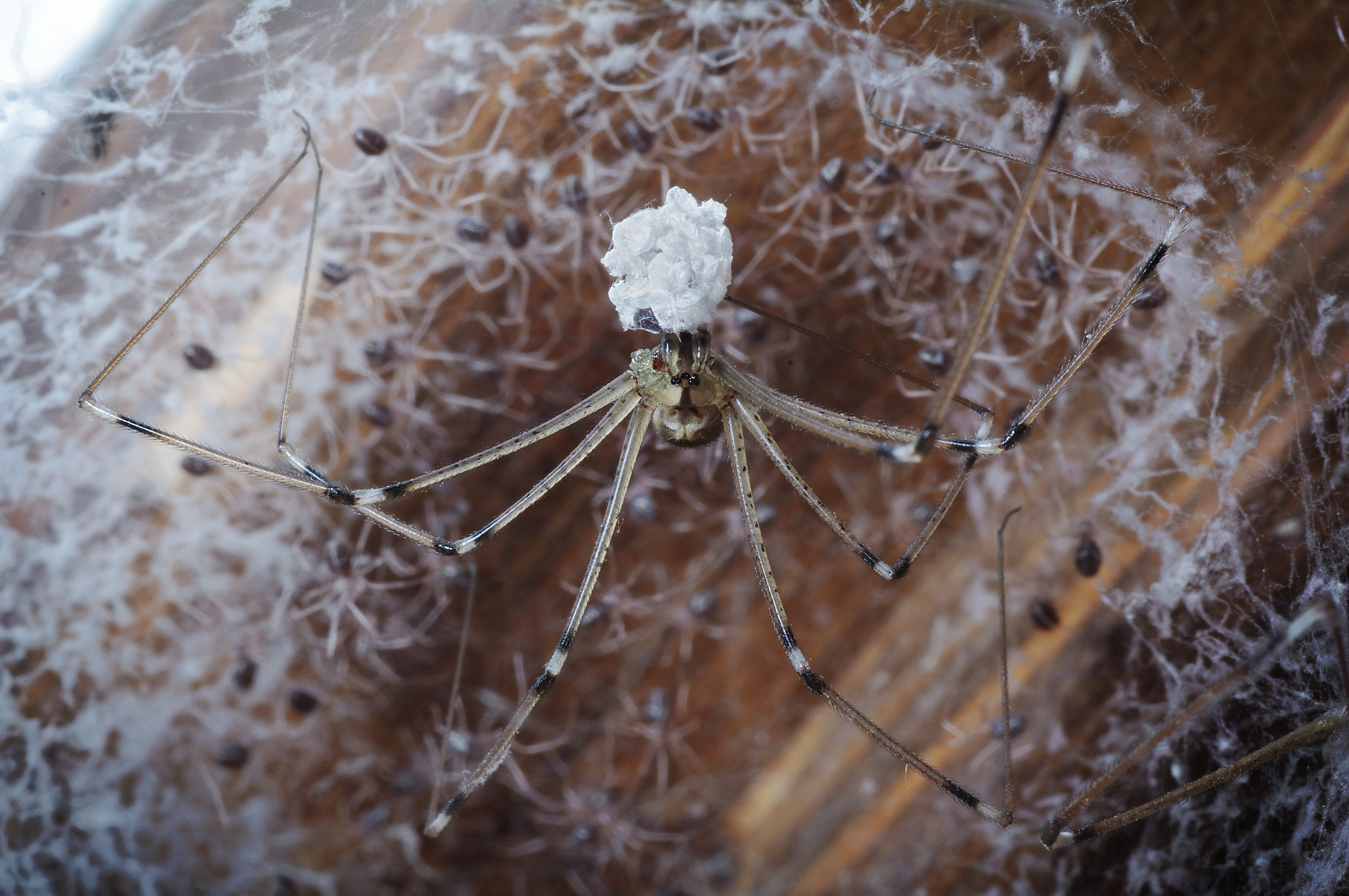 Mother spider holding egg sacks, surrounded by newly hatched juvenile spiders