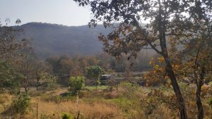 Nature, hill, trees