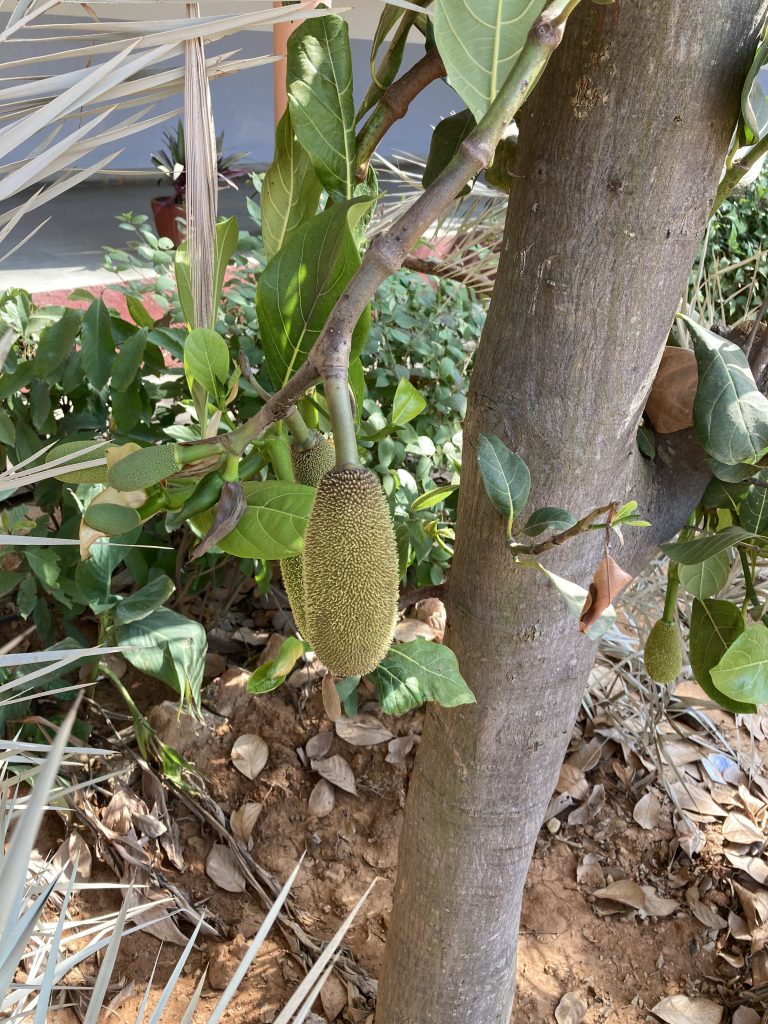 Jackfruit