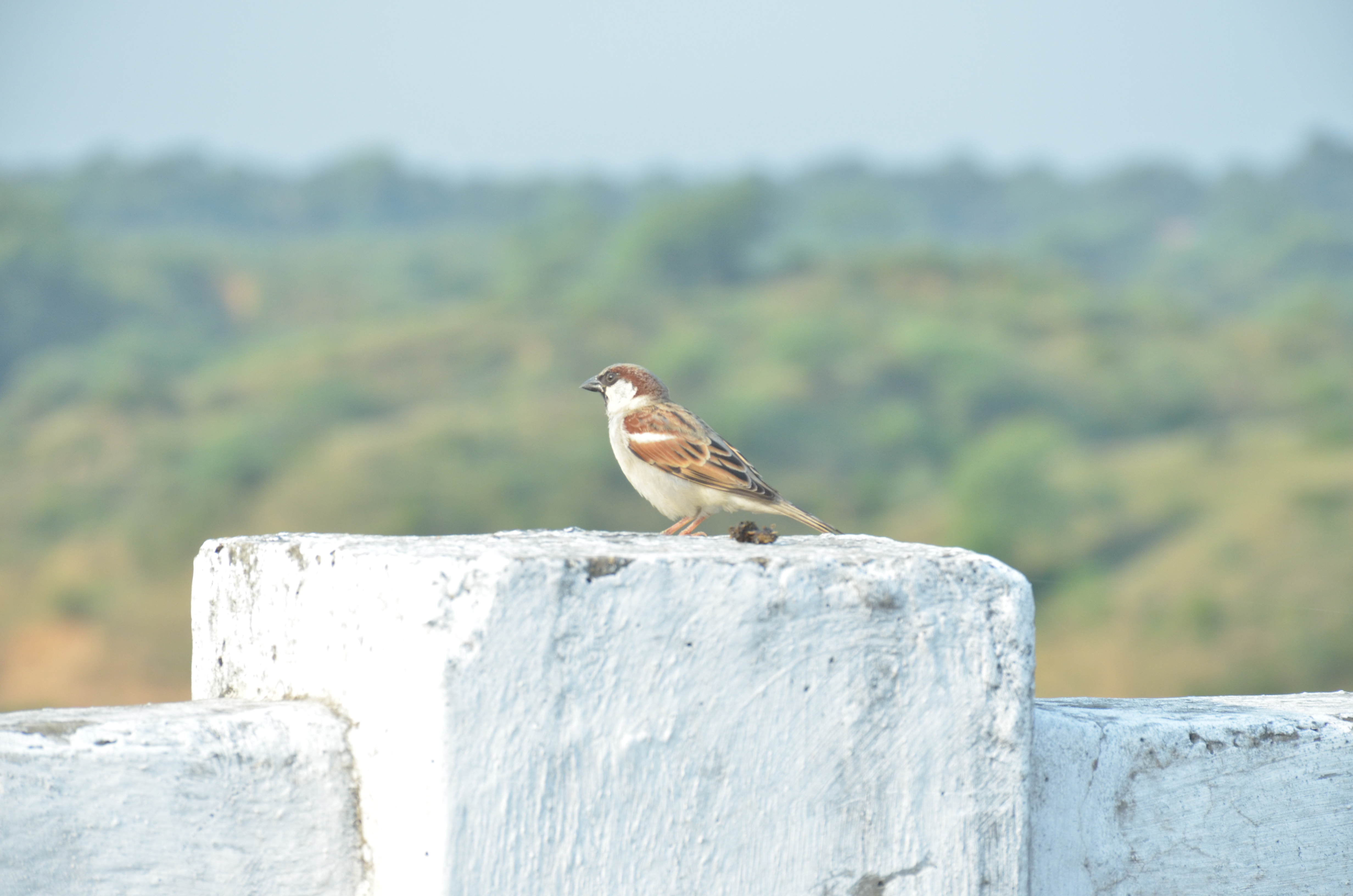 A sparrow perched on a white concrete structure with a blurred green landscape in the background.