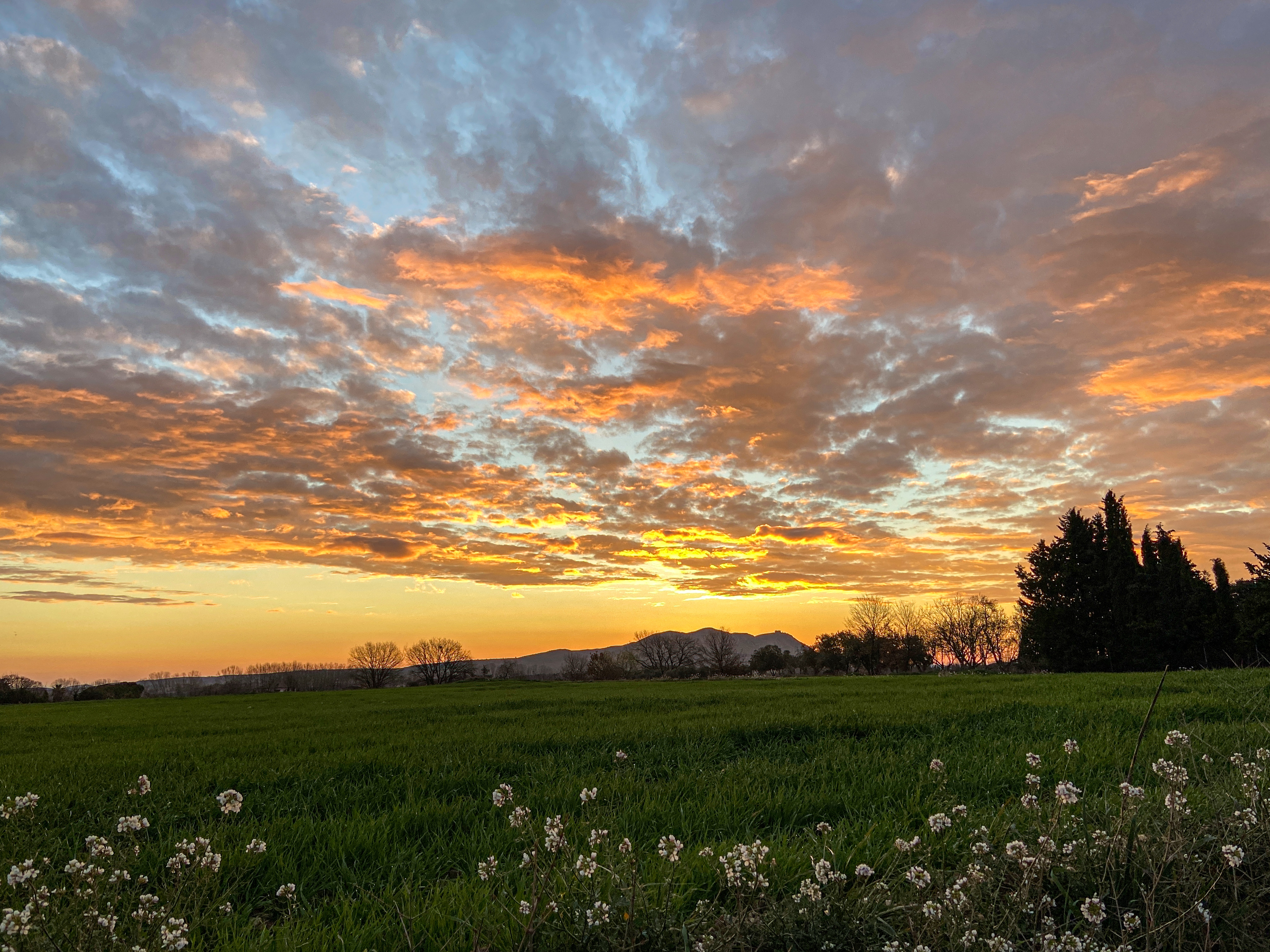 A scenic landscape with a vibrant sunset sky filled with orange and blue clouds. In the foreground is a grassy field with small white flowers, and trees silhouetted against the horizon.