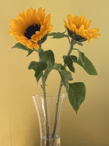 Sunflowers
