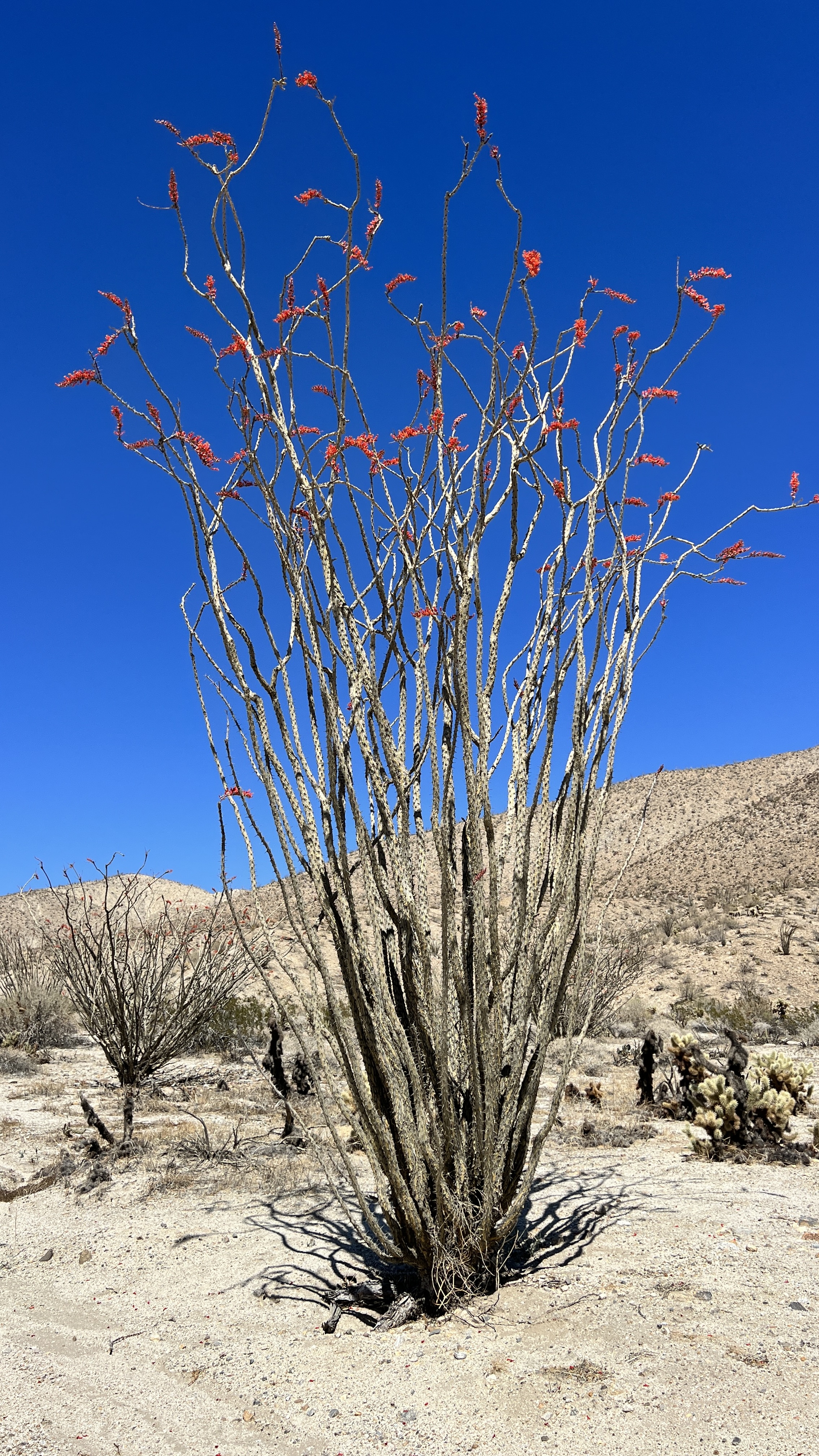 Flowering Ocotillo cactus in the Anza-Borrego desert, California