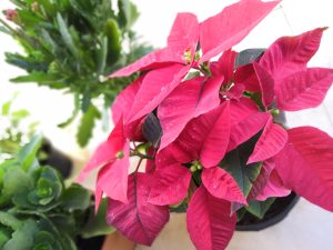 View larger photo: Took this picture last Christmas from my garden. This Plant named as Christmas Plant is popular in India as well as in Europe.