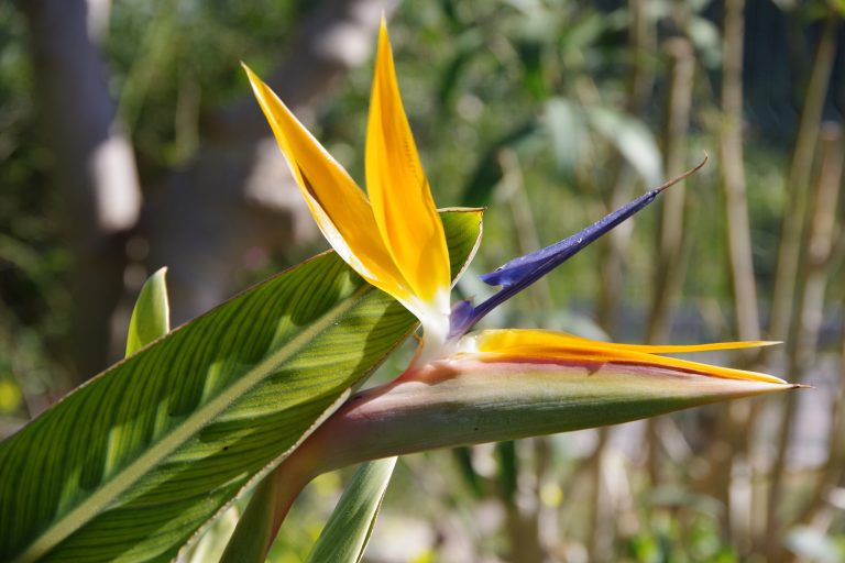 Bird of paradise flower