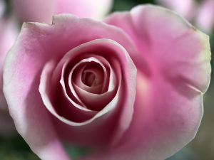 Heart of a pink rose