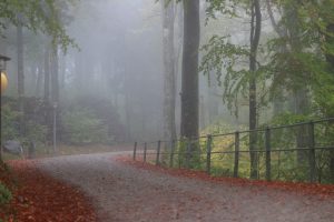 Monsoon, tree, jungle, Switzerland, Uetliberg