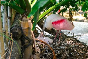 View larger photo: Spoonbill with a baby in its nest