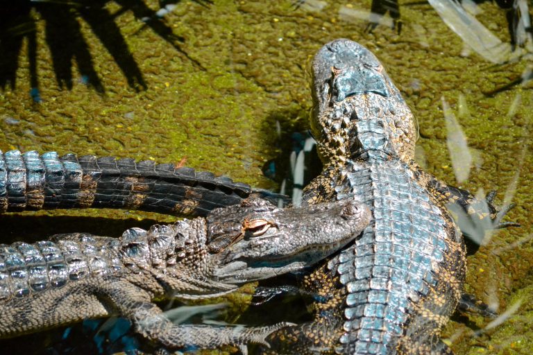 Alligators floating in shallow water