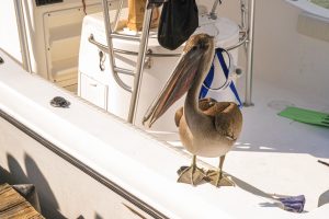 Pelican standing on the side of a boat