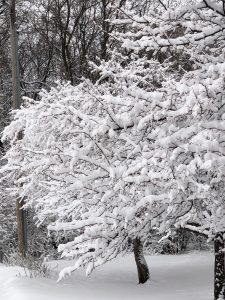 Closeup view of a icy-snow covered tree