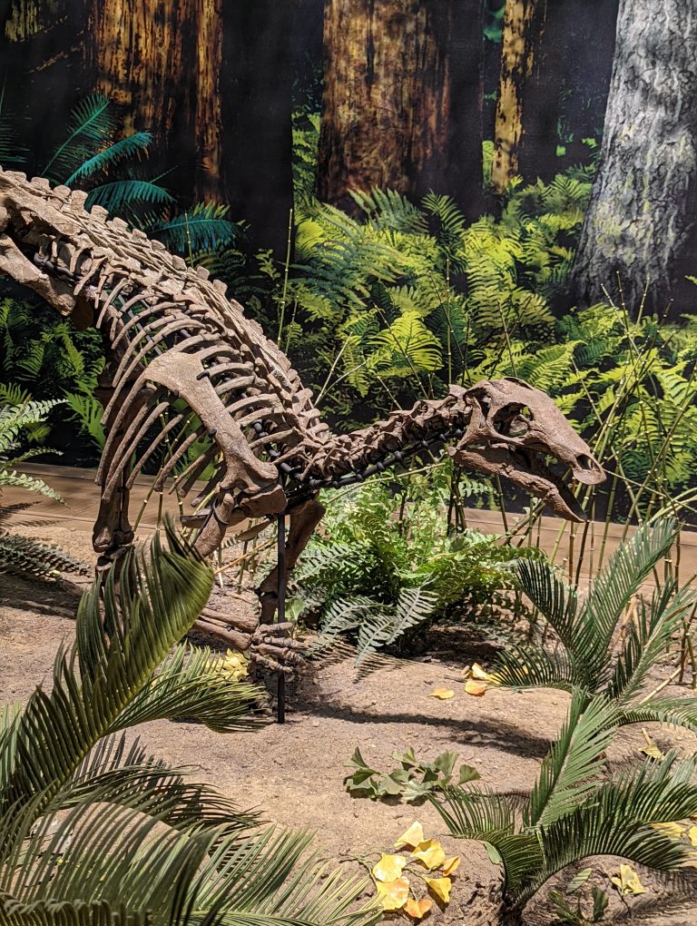 A small dinosaur skeleton on display at Pittsburgh’s Carnegie Museum