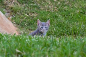 Gray kitten peeking over a grassy hill