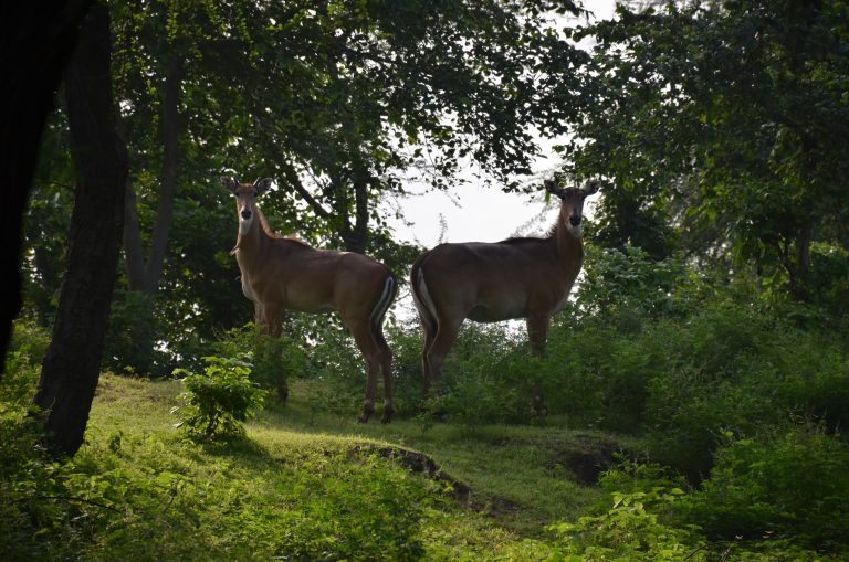 Deer in a forest