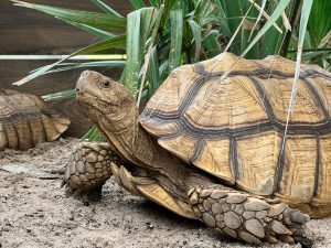 View larger photo: Tortoise