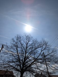 The sun rising in the sky behind a tree with no leaves