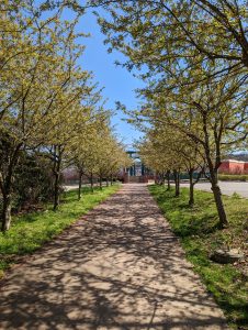 Trees with very fresh green leaves, lining a concrete path