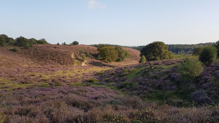 National Park Veluwezoom, Posbank (near Rheden and Arnhem), the Netherlands